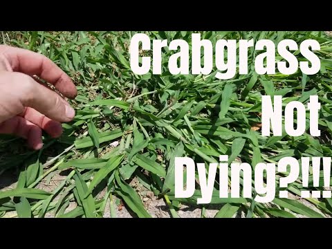 DIY how to kill crabgrass. My crabgrass is not dying. How to prevent and control crabgrass