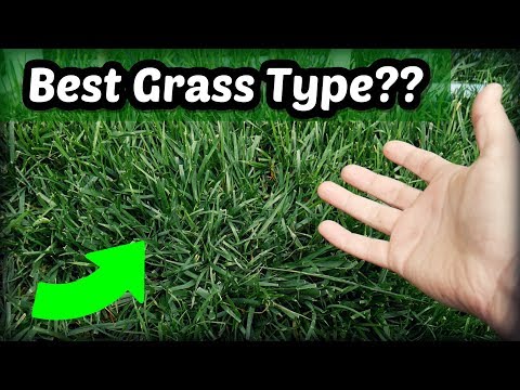 best tall fescue grass seed for nc