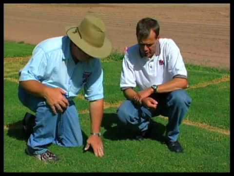 How To Choose The Right Bermudagrass Variety For Your Turf