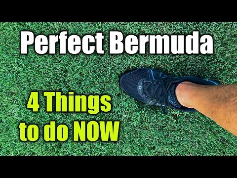 Improve Bermuda Grass Lawn Health and Thickness