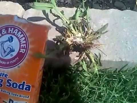 Baking Soda Kills Crabgrass INSTANTLY!