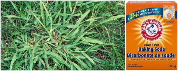 How to kill crabgrass with baking soda