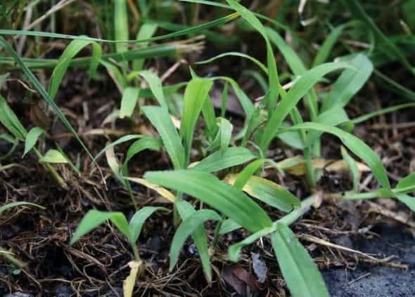 When to apply crabgrass preventer or preemergent