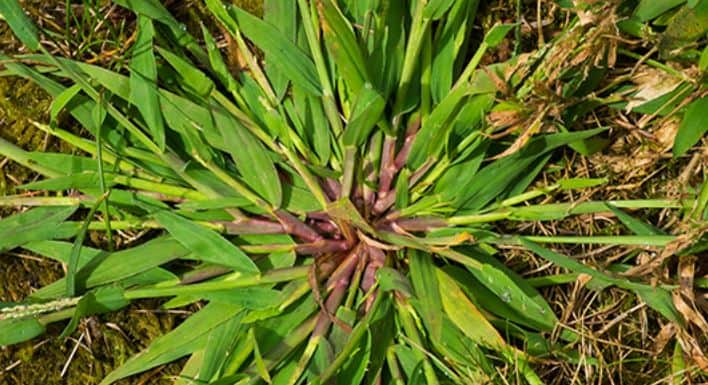 Crabgrass - Identification