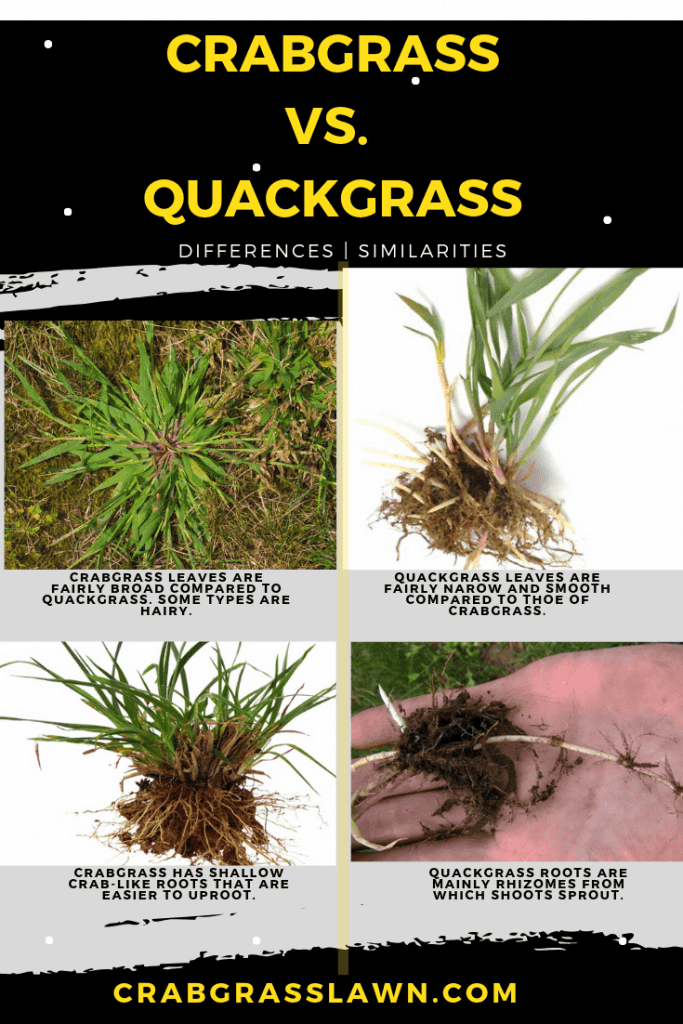 Crabgrass or quackgrass differences infographic