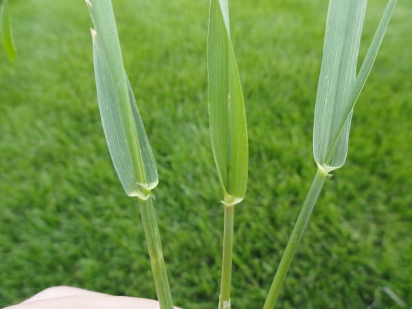 Quackgrass identification picture.