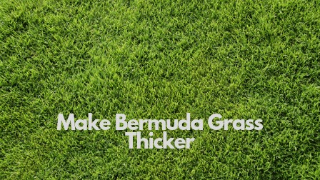 How to make bermuda grass thicker