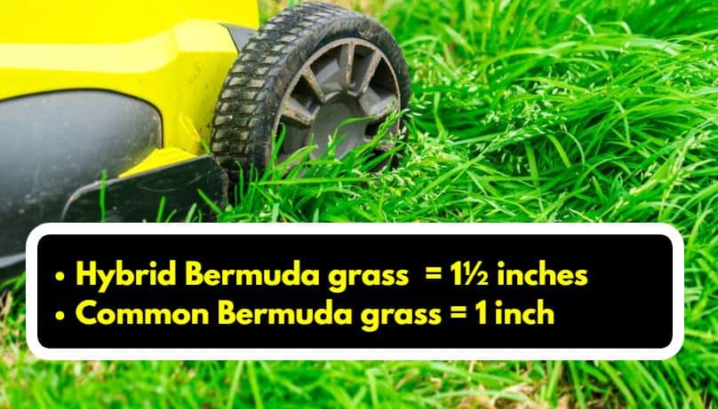 Bermuda grass mowing height