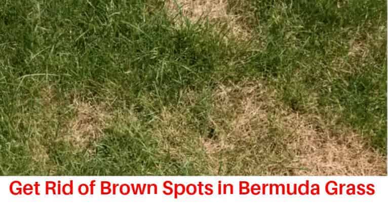 How to get rid of bermuda grass brown patch