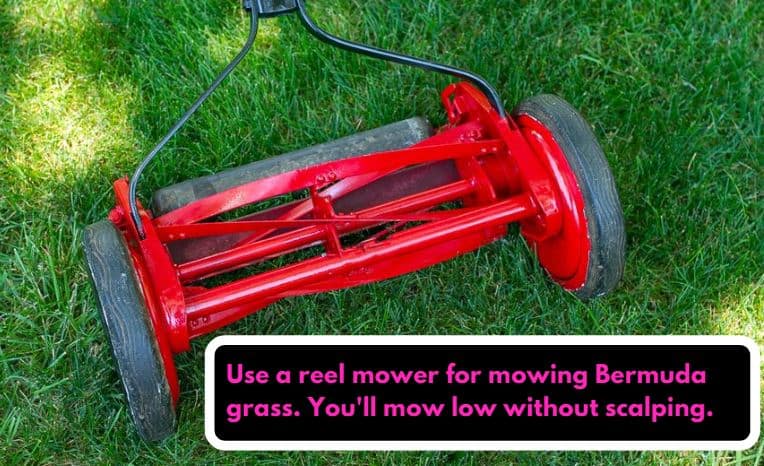 Reel mower is the best for mowing bermuda grass at a good height