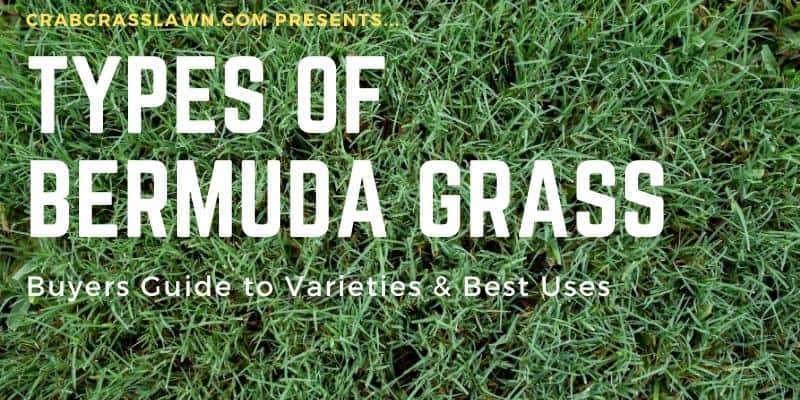 Types of Bermuda Grass and Best Varieties for Lawn, Hay ...