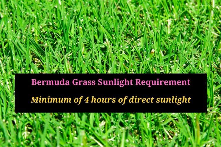 Bermuda grass in shade - how much light does Bermuda grass require