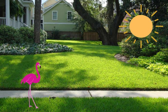 How much sun does bermuda grass require