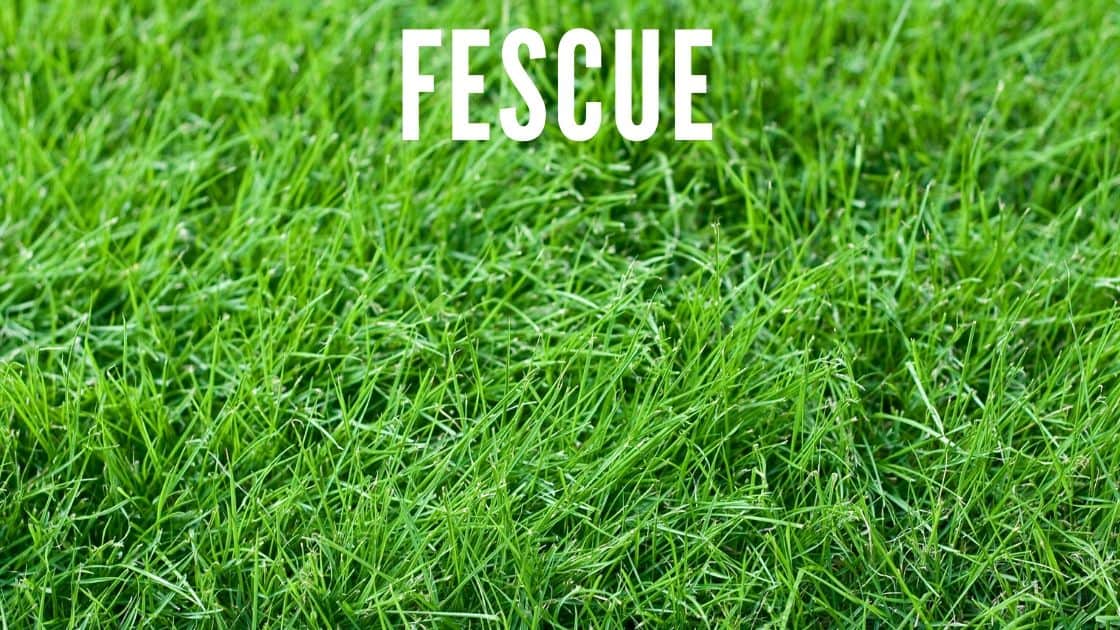 Bermuda Grass vs Fescue Differences and Identification (with Pictures