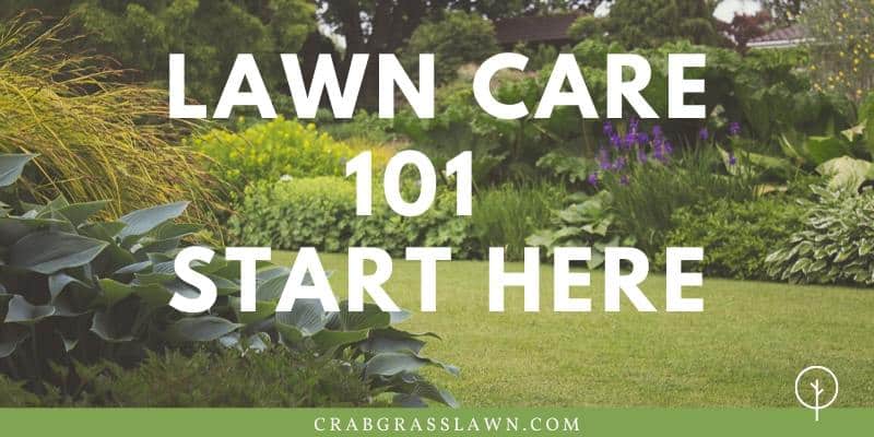 newbie lawn care guide