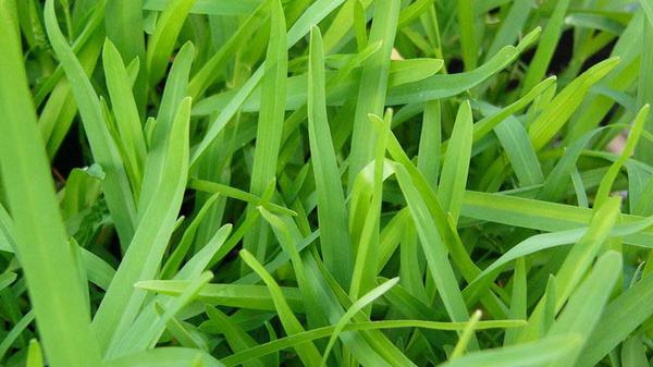 St. Augustine grass Identification