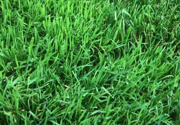 Best grass for low sunlight - Rye grass