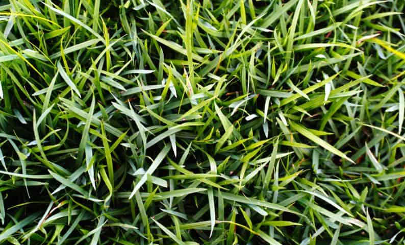 Best grass for shade - Zoysia grass