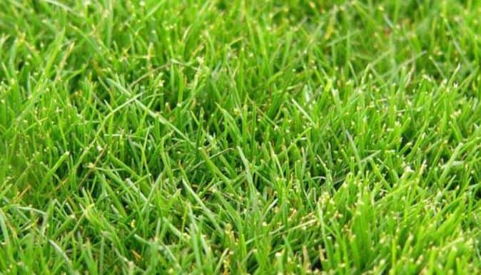 Best grass for shady areas - Rough Bluegrass