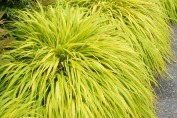 Best ornamental grass for shade japanese forest grass