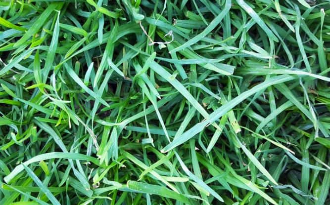 Best shade-tolerant grass - fescue