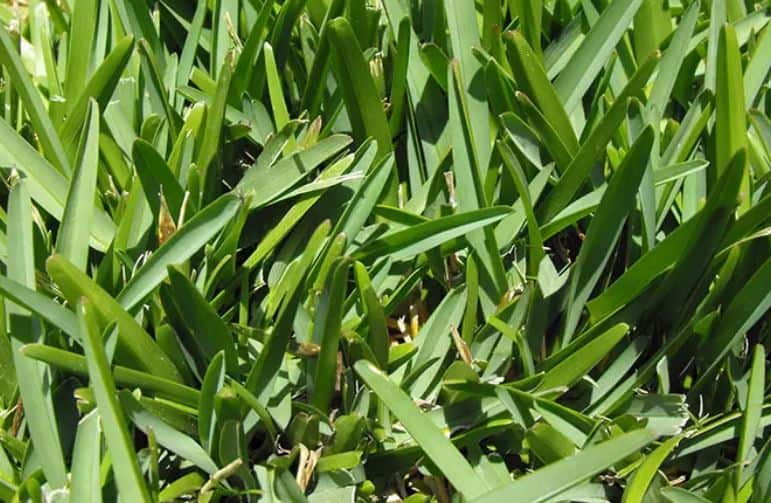 Grass that grows in shade - St. Augustine Grass