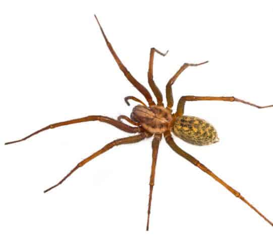 Hobo spider can also be found in a lawn