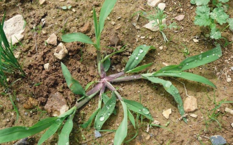 How to get rid of quackgrass with vinegar