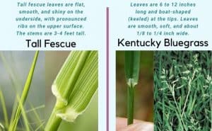 Kentucky Bluegrass vs Tall Fescue: Which is Better? ( | CrabgrassLawn
