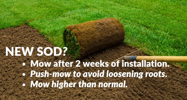 When to mow new sod