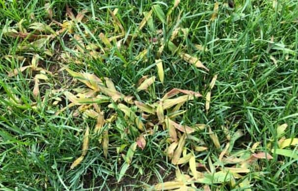 How to kill crabgrass in your lawn naturally and without killing lawn grass. Quinclorac killing crabgrass in lawn.