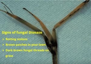 How to Treat St. Augustine Grass Fungus & Get Rid of Brown Patches in ...