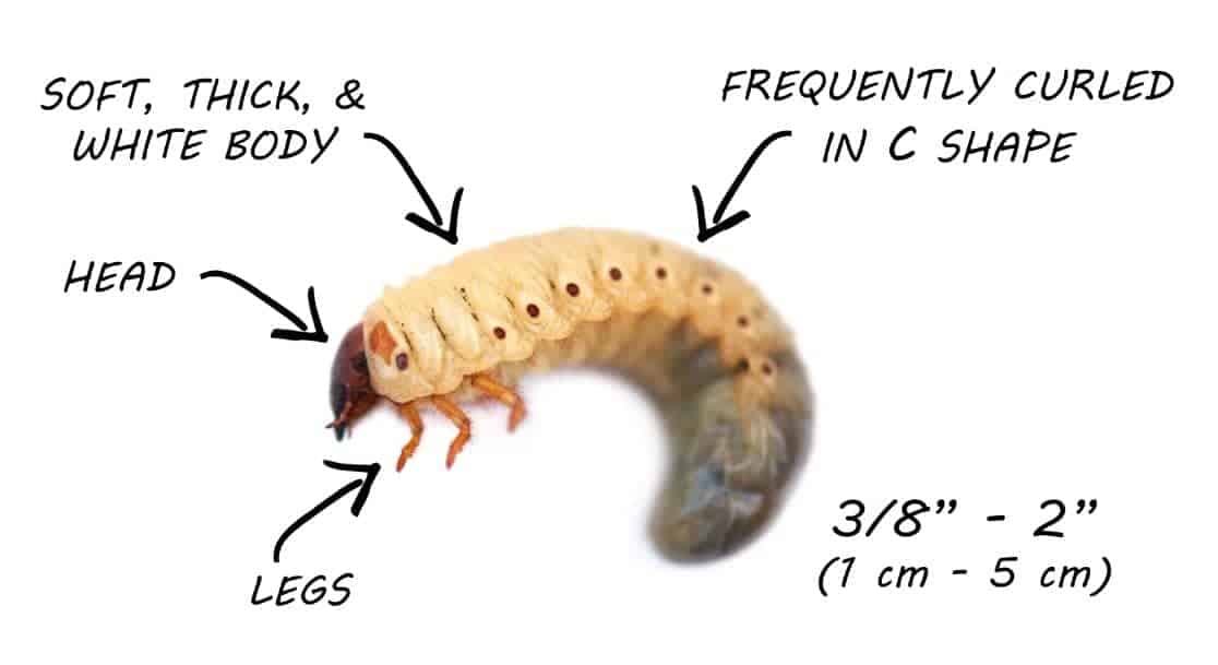 How to get rid of grubs in the lawn