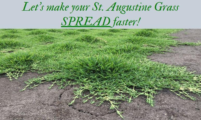 How to make st augustine grass spread quickly - thicker