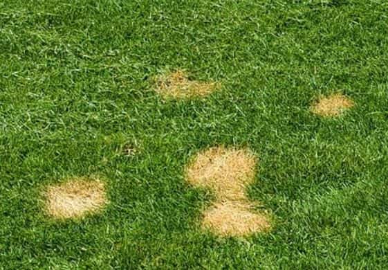 Why is My Grass Turning Yellow? 13 Reasons and How to Fix | CrabgrassLawn