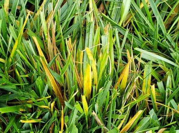 Image of Lawn with yellowing blades of grass