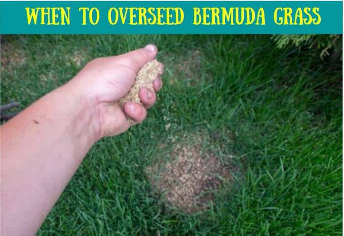 When to overseed Bermuda grass lawns