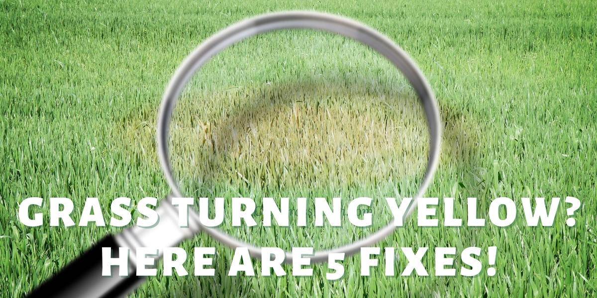 fix grass that's turning yellow