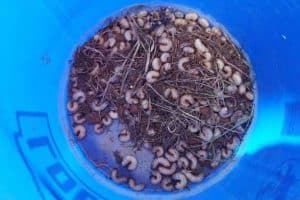 Best Grub Killer [Top 7 Liquid + Granular Insecticides - Reviews ...