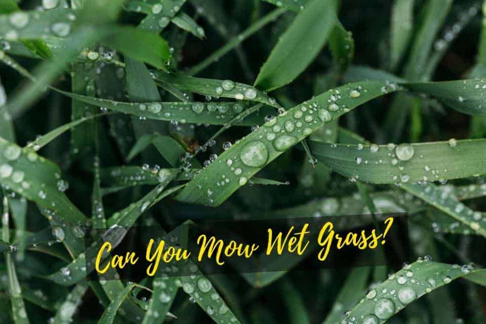Can You Mow Wet Grass after rain