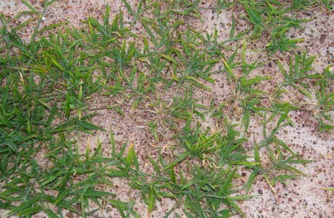 Grass that grows in shade