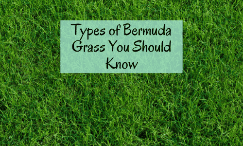 Types of bermuda grass for lawn, hay, golf courses