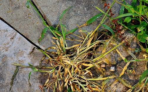 Vinegar kills crabgrass without chemicals-naturally