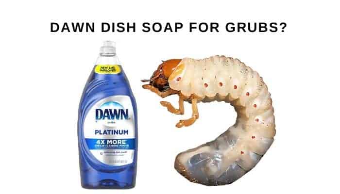 Dawn dish soap for grubs - how to kill grubs using homemade solution of soap