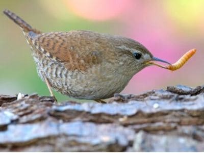 House wrens will control grubs naturally.