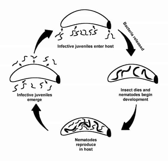 How nematodes kill grub worms fast