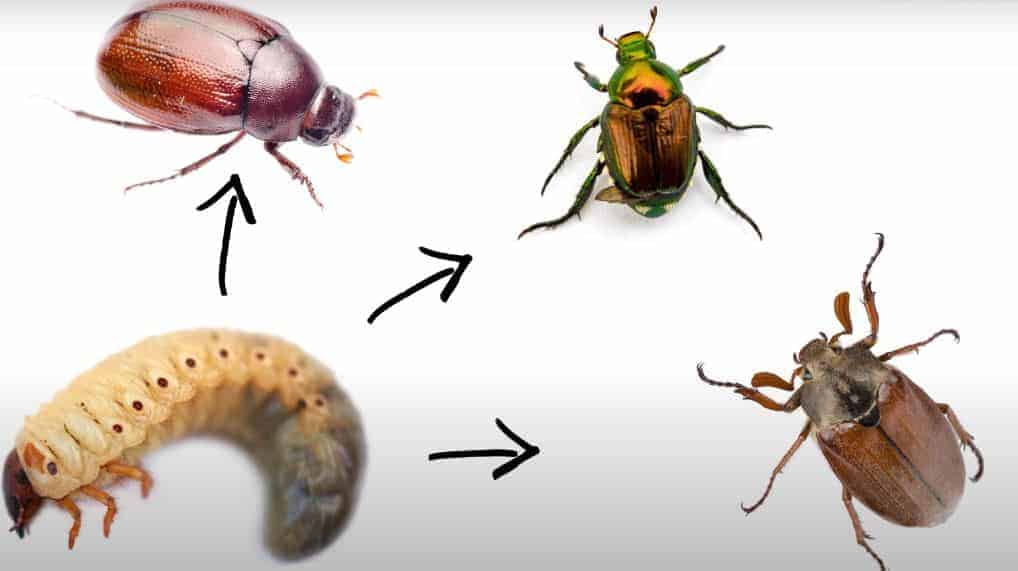 How to Get Rid of Grubs in Lawn - Grubs are larvae of June bugs, May bugs and Japanese beetles