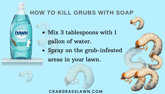 How to kill grubs with dawn dish soap-min