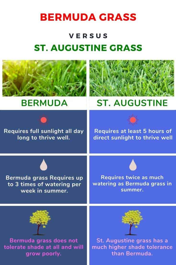 St. Augustine Grass vs Bermuda Grass - Differences, Comparison, which one to choose