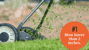 How to Overseed a Lawn Without Aerating (6 Illustrated Steps ...